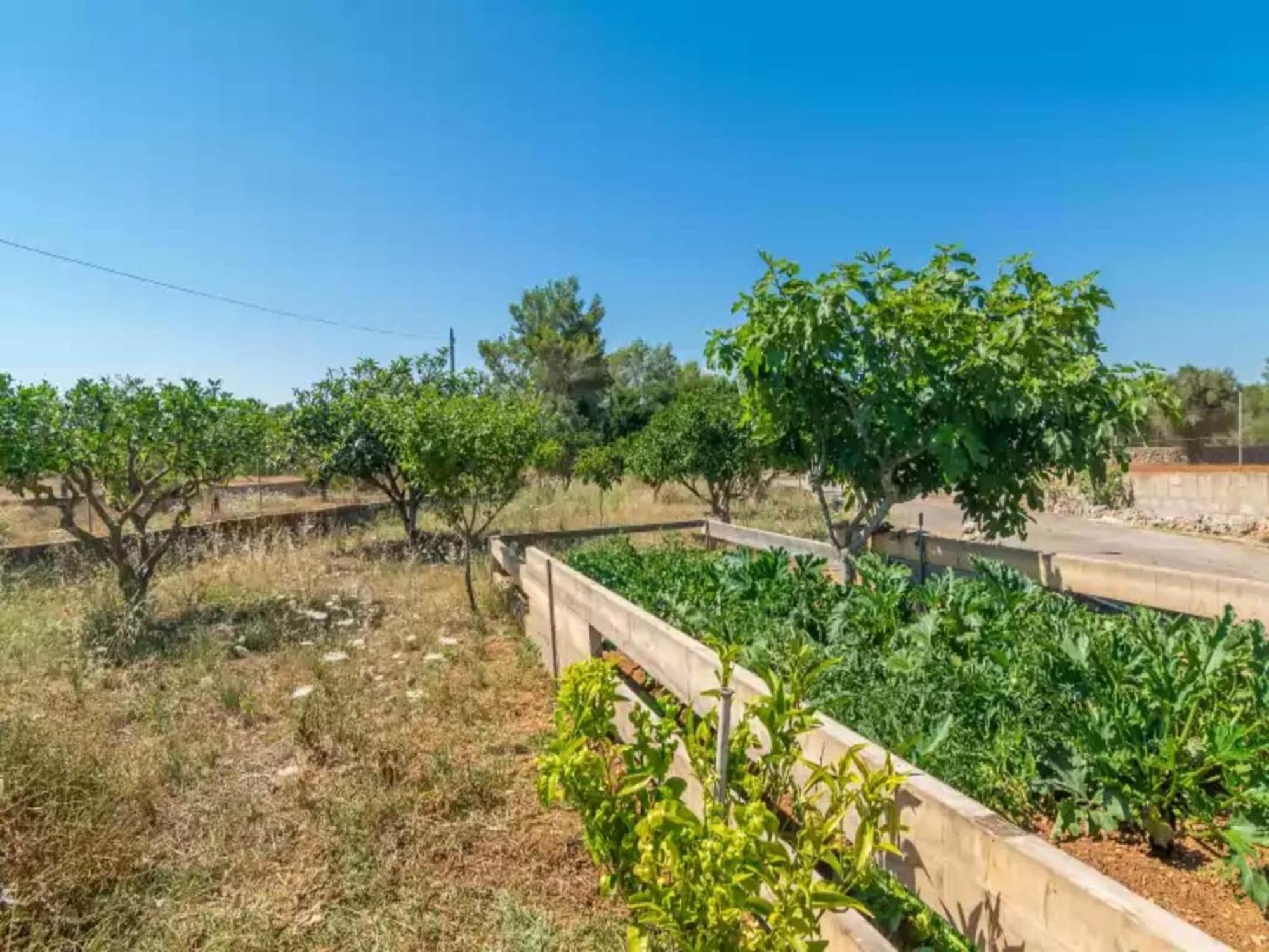 Remarkable In Algaida (Mallorca)